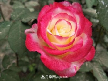 香水月季的栽培方法有哪些？