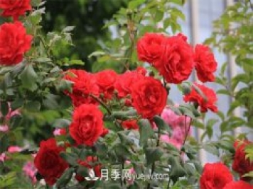 石家莊適合養月季花，市花和市樹(shù)是什么