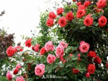 保定適合養月季，市花和市樹(shù)是什么