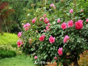 吉林適合養月季花，市花和市樹(shù)是什么