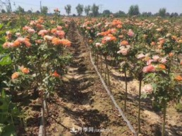 棒棒糖月季樹(shù)和樹(shù)樁月季有什么區別？