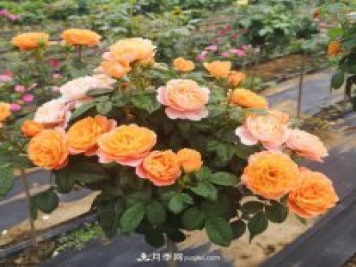 四川棒棒糖月季，重慶棒棒糖月季批發(fā)