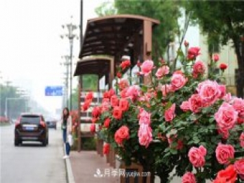 河北3公分樹(shù)狀月季，大花品種批發(fā)