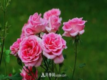 中國月季（國月）的魅力，南陽(yáng)是中國月季核心原產(chǎn)地