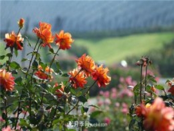不畏嚴冬忘我綻放 上海辰山月季花開(kāi)不厭四時(shí)春