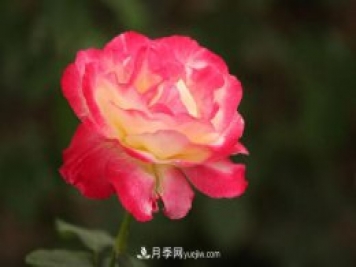 一年長(cháng)占四時(shí)春—月季花，月季網(wǎng)帶你重新認識月季