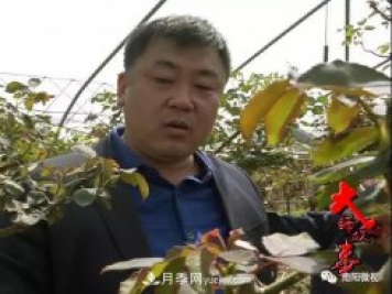 南陽(yáng)月季大師——王超