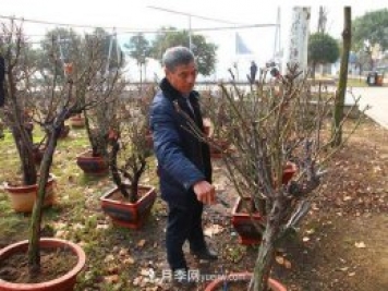 南陽(yáng)月季大師——陳新國