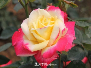 大花月季，大花月季批發(fā)基地