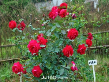 四季濃香蔓玫月季的優(yōu)缺點(diǎn)是什么？