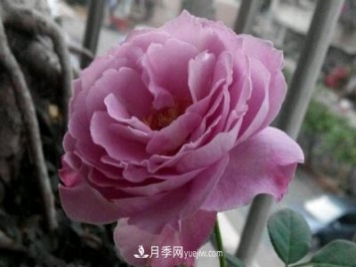 藍色香水月季