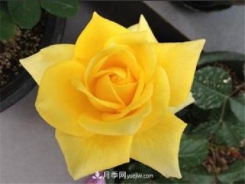 5種高顏值黃色系月季，漂亮又好養