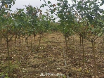小高桿月季樹(shù)，小青桿月季批發(fā)