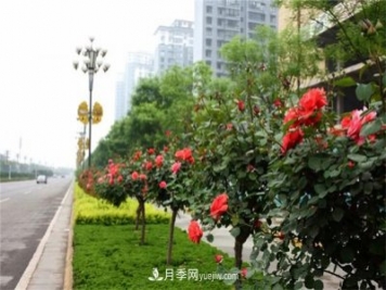 冬季常綠的綠化苗木有哪些？