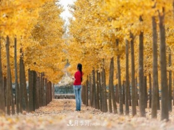 2021綠化苗木行業(yè)兩極分化加劇 你是哪一級？