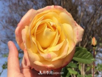 癡迷花花草草，月季讓我愛(ài)不釋手