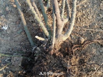 月季裸根大苗，品種多，適合工程和花友種植