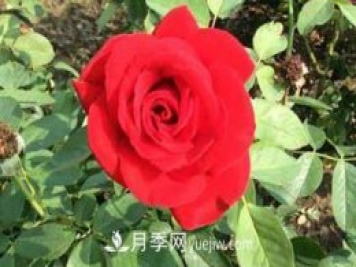 香水月季的養法