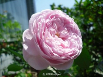 歐月月季種一棵長(cháng)一片，陽(yáng)臺庭院都能養，見(jiàn)過(guò)的人都喜歡