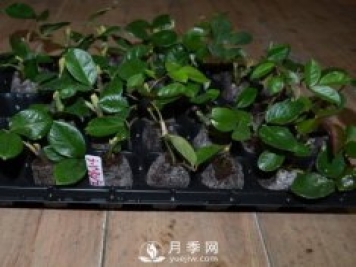 南陽(yáng)紅帽子月季基地批發(fā)