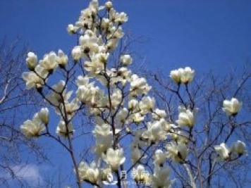 南陽(yáng)南召：玉蘭花大全，5種玉蘭簡(jiǎn)介