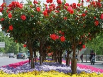 南陽(yáng)月季火出圈！鄭州市花月季舉手有話(huà)說(shuō)