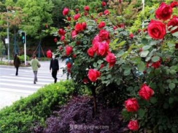湖北十堰：樹(shù)狀月季盛開(kāi) 扮靚城市街頭