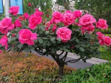 河南樹(shù)狀月季種植對環(huán)境有什么要求？