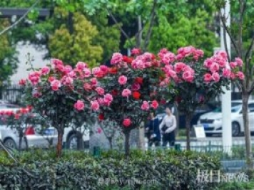 大武漢美！武漢滿(mǎn)城月季流淌幸福的浪漫