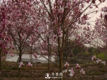 玉蘭樹(shù)幼苗移栽后要怎樣管理？