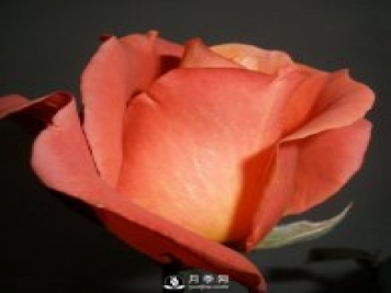 南陽(yáng)月季給你介紹月季花譜