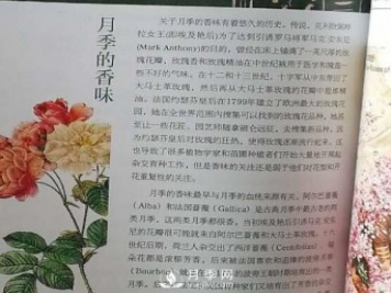 關(guān)于月季的香味你知道嗎