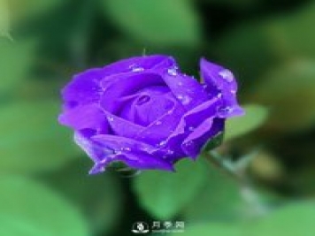月季網(wǎng)說(shuō)說(shuō)月季的主要用途是哪些方面？