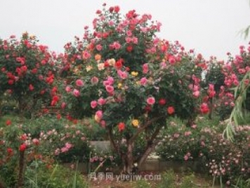國內月季八成市場(chǎng)來(lái)自河南南陽(yáng)，年產(chǎn)值25億