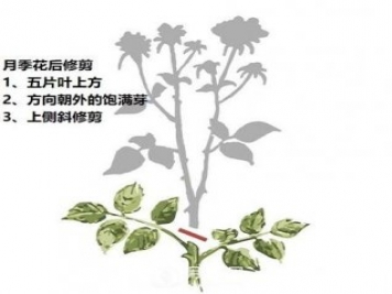 盛花期后，必須要對月季做的兩件事！