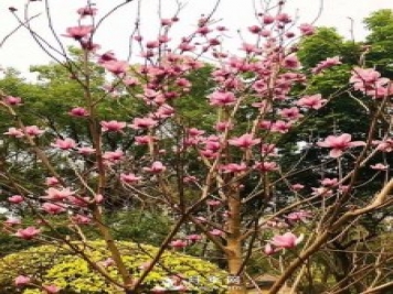 二喬玉蘭花有何作用與功效？