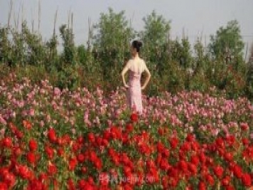 洛陽(yáng)紫桂園月季農場(chǎng)，置身月季花海，感受花開(kāi)浪漫