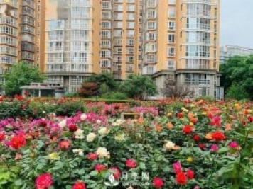 月季景觀(guān)添彩房地產(chǎn)小區綠化建設