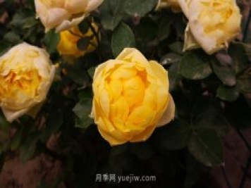 微型月季金絲雀要怎么修剪？