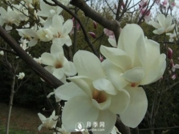 南陽(yáng)白玉蘭基地分享養殖白玉蘭樹(shù)的技巧