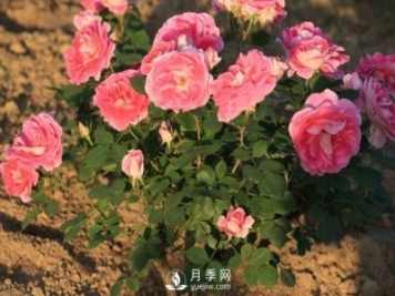 移植月季需要特別注意什么？