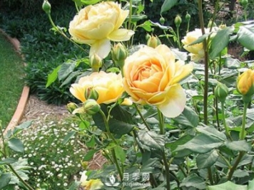 藤本月季花怎樣才能長(cháng)強變壯呢？
