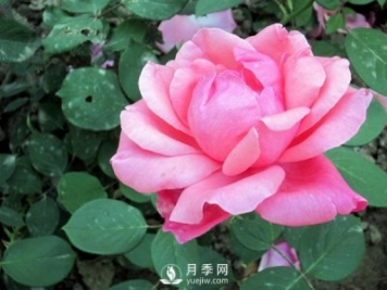 藤本月季的養殖方法有哪些？
