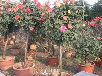 月季花生長(cháng)季節不同修剪的方式也不同！