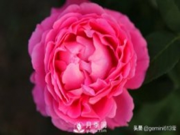 上海植物園里總有一款月季花會(huì )在不經(jīng)意間征服你