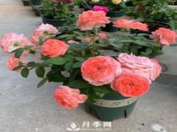如何養護盆栽月季？施肥是關(guān)鍵