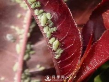 園林綠化樹(shù)木3-5月份養護管理要點(diǎn)
