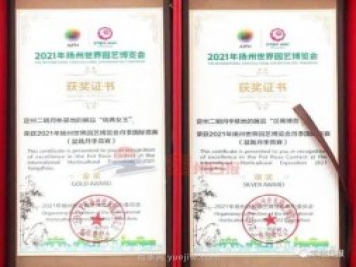 定州月季，2021年揚州世界園藝博覽會(huì )斬獲大獎！
