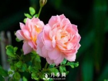 月季花第一次修剪什么時(shí)候？修剪的目的是什么
