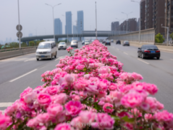 同賞一束花，共沐月季香，看南陽(yáng)月季如何變?yōu)槲錆h“街花”